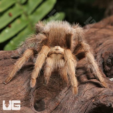 Arizona Blonde Tarantulas (Aphonopelma chalcodes) For Sale - Underground Reptiles