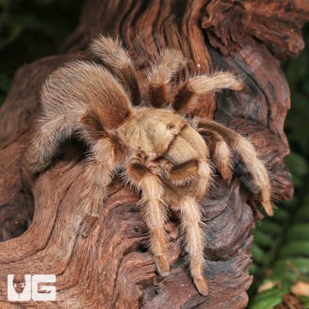 Arizona Blonde Tarantulas (Aphonopelma chalcodes) For Sale - Underground Reptiles