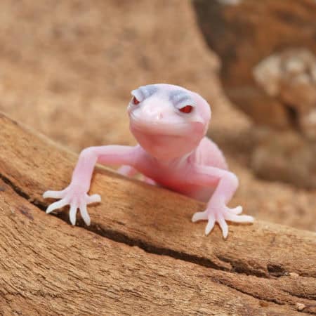 Baby Blizzard Leopard Geckos (Eublepharis macularius) For Sale - Underground Reptiles