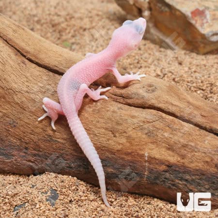 Baby Blizzard Leopard Geckos (Eublepharis macularius) For Sale - Underground Reptiles