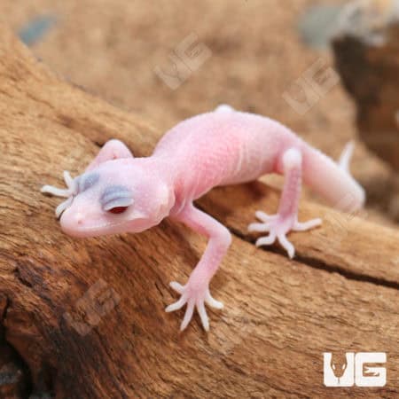 Baby Blizzard Leopard Geckos (Eublepharis macularius) For Sale - Underground Reptiles