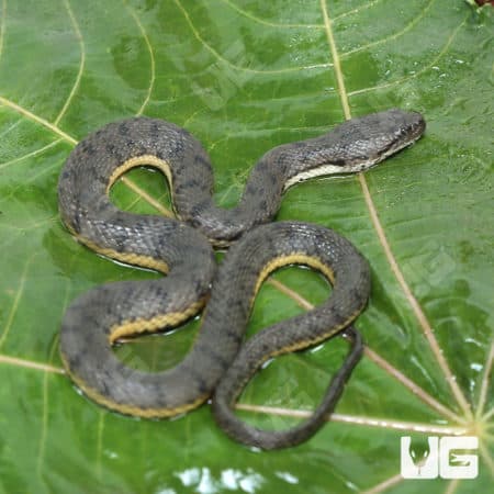 Dog Faced Water Snake (Cerberus rynchops) For Sale - Underground Reptiles