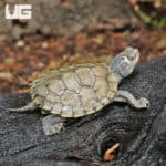 Baby False Map Turtles (Graptemys pseudogeographica) For Sale - Underground Reptiles