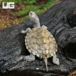 Baby False Map Turtles (Graptemys pseudogeographica) For Sale - Underground Reptiles