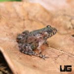 Firebelly Toads (bombina orientalis) For Sale - Underground Reptiles