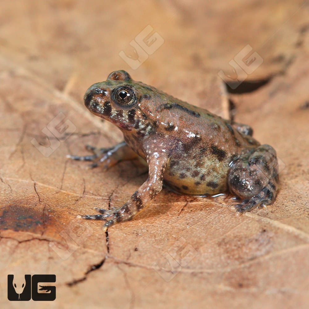 Firebelly Toads (bombina orientalis) For Sale - Underground Reptiles