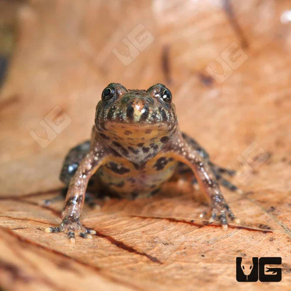 Firebelly Toads For Sale Underground Reptiles