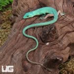 Green Keeled Bellied Lizards (Gastropholis prasina) For Sale - Underground Reptiles