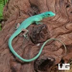 Green Keeled Bellied Lizards (Gastropholis prasina) For Sale - Underground Reptiles