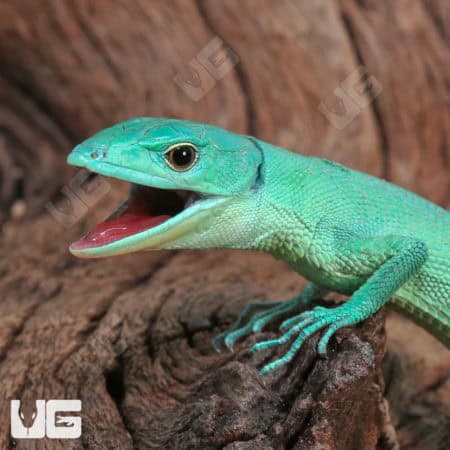 Green Keeled Bellied Lizards (Gastropholis prasina) For Sale - Underground Reptiles