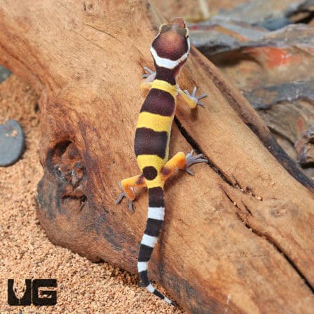 Baby Leopard Geckos (Eublepharis macularius) For Sale - Underground Reptiles
