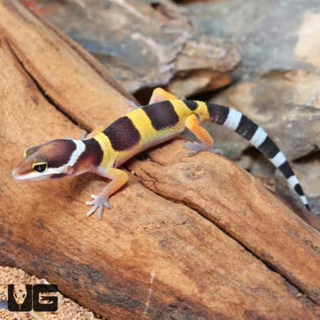 Baby Leopard Geckos (Eublepharis macularius) For Sale - Underground Reptiles