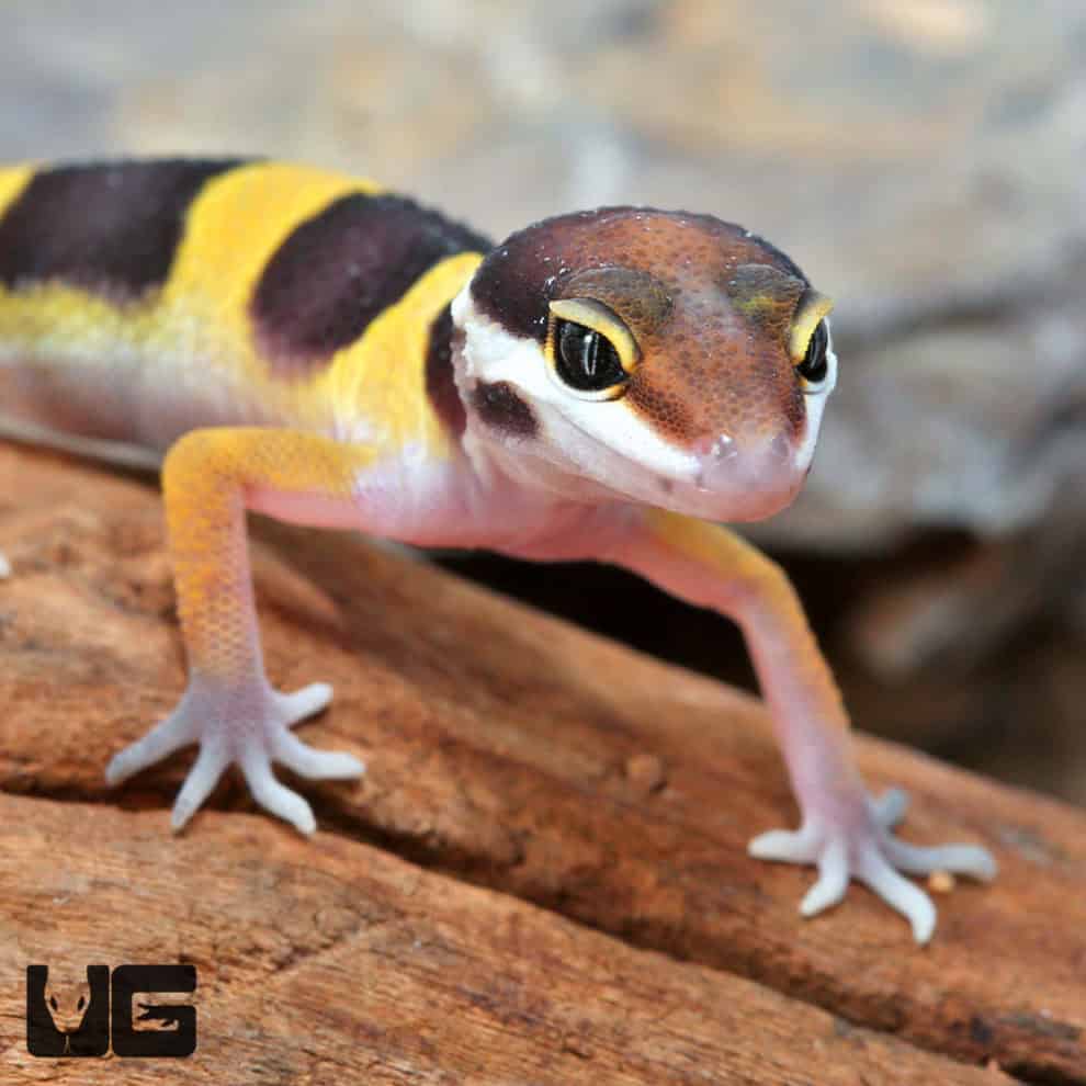 Baby Leopard Gecko For Sale - Underground Reptiles