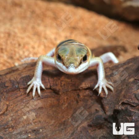 Baby Peter's Banded Skinks (Scincopus fasciatus) For Sale - Underground Reptiles