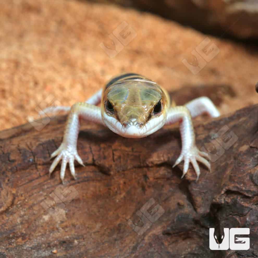 Peter's Banded Skinks For Sale Underground Reptiles