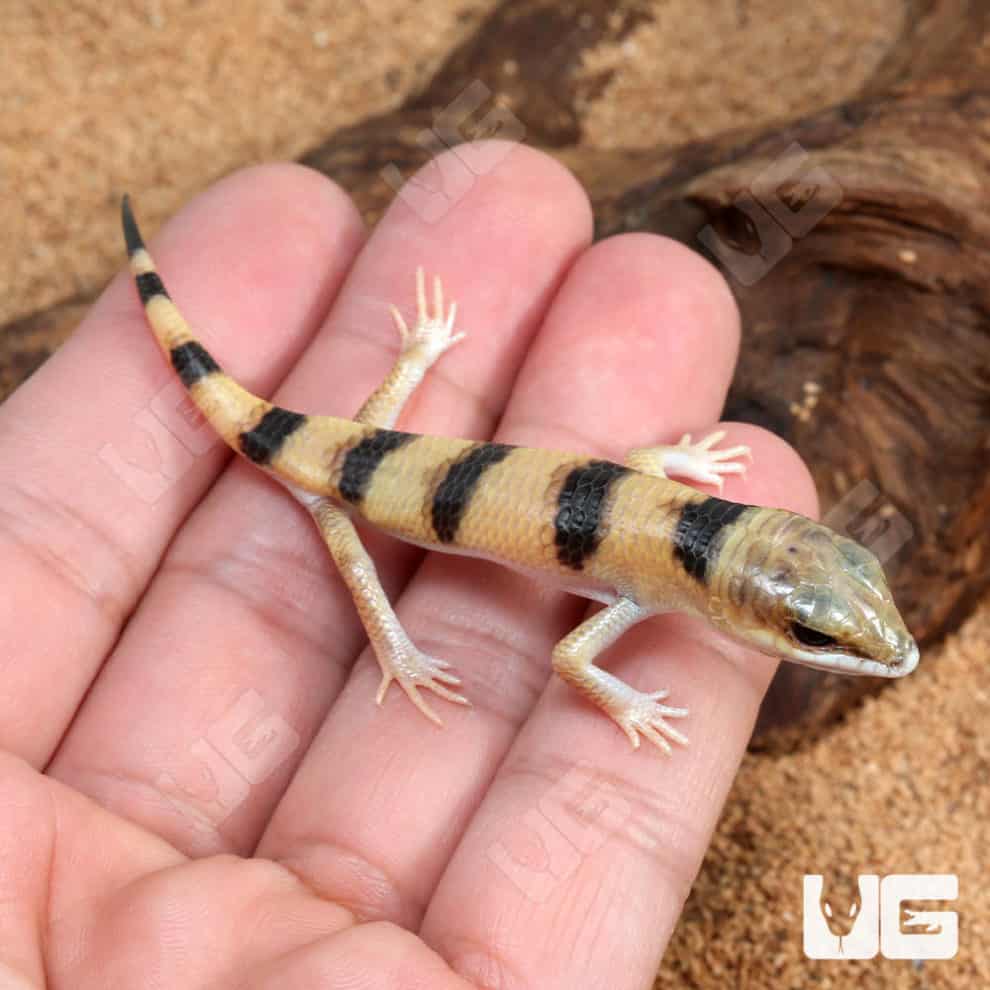 Peter's Banded Skinks For Sale Underground Reptiles