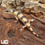 Baby Peter's Banded Skinks (Scincopus fasciatus) For Sale - Underground Reptiles