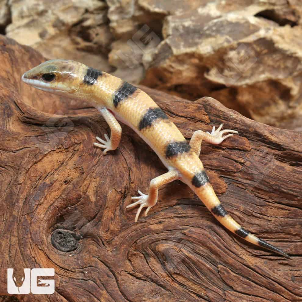 Peter S Banded Skinks For Sale Underground Reptiles