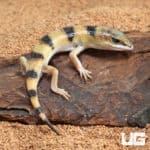 Baby Peter's Banded Skinks (Scincopus fasciatus) For Sale - Underground Reptiles