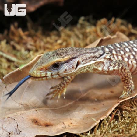 Baby Savannah Monitors (Varanus exanthematicus) For Sale - Underground Reptiles