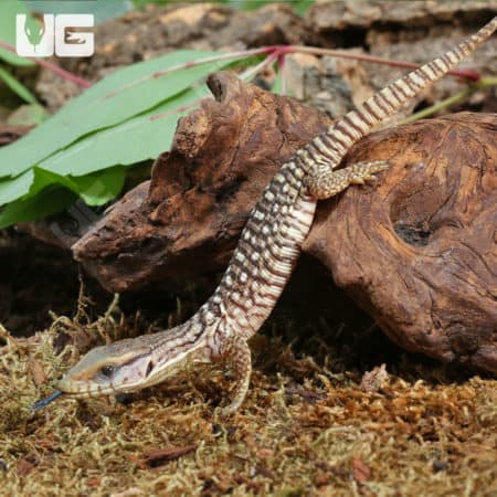 Baby Savannah Monitors (Varanus exanthematicus) For Sale - Underground Reptiles