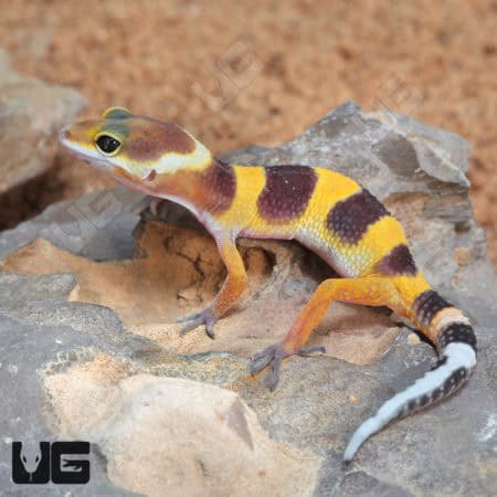 Baby Tangerine Leopard Geckos (Eublepharis macularius) For Sale - Underground Reptiles