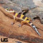 Baby Tangerine Leopard Geckos (Eublepharis macularius) For Sale - Underground Reptiles