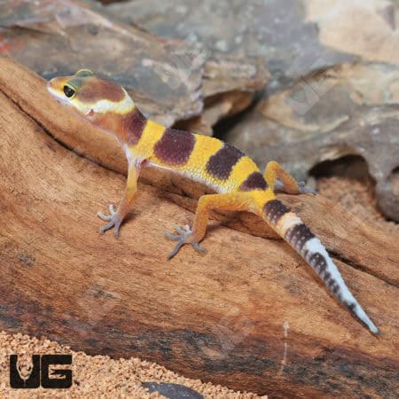Baby Tangerine Leopard Geckos (Eublepharis macularius) For Sale - Underground Reptiles