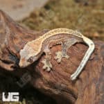Baby Tiger Quad Stripe Crested Geckos (Correlophus ciliatus) For Sale - Underground Reptiles
