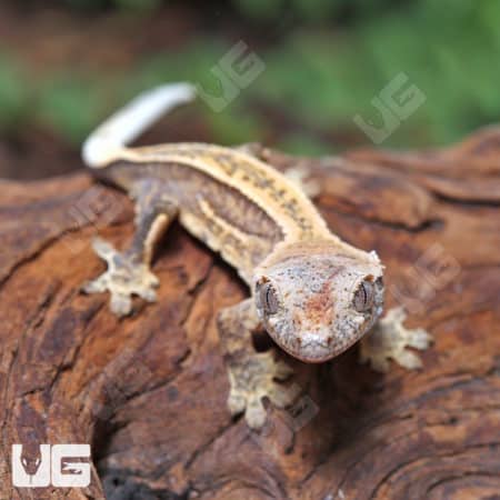 Baby Tiger Quad Stripe Crested Geckos (Correlophus ciliatus) For Sale - Underground Reptiles