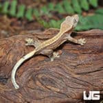 Baby Tiger Quad Stripe Crested Geckos (Correlophus ciliatus) For Sale - Underground Reptiles