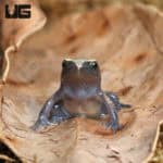 Tomato Frogs (Dyscophus guineti) For Sale - Underground Reptiles