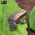 Tomato Frogs (Dyscophus guineti) For Sale - Underground Reptiles