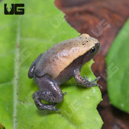 Tomato Frogs (Dyscophus guineti) For Sale - Underground Reptiles