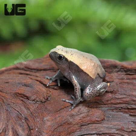 Tomato Frogs (Dyscophus guineti) For Sale - Underground Reptiles