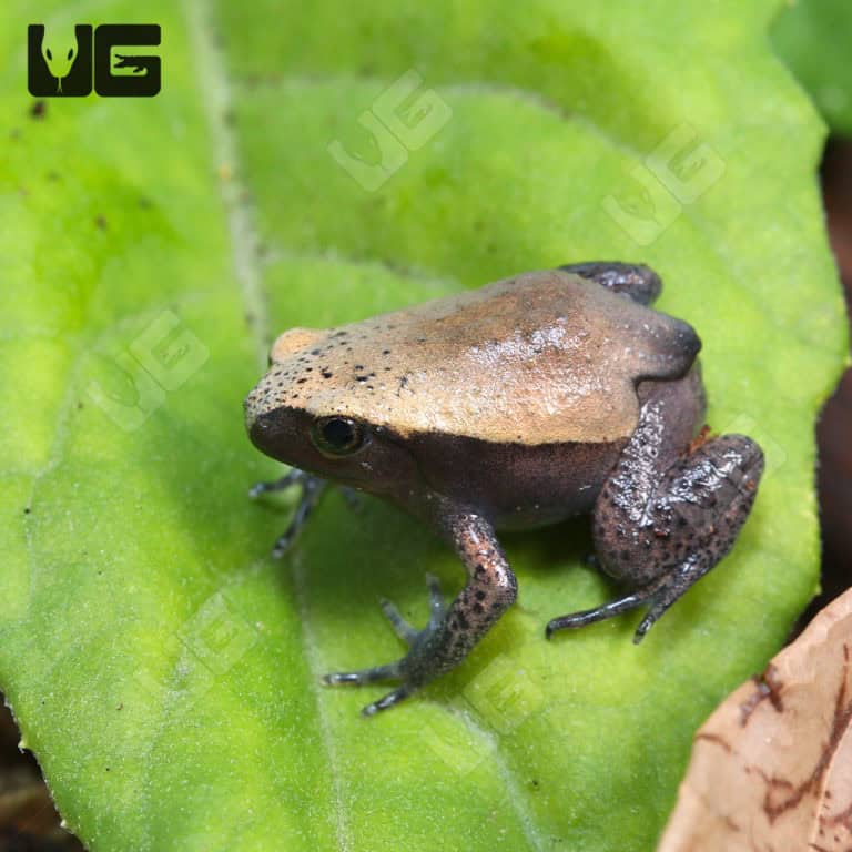 Tomato Frogs For Sale - Underground Reptiles