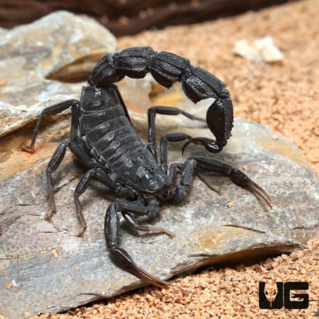 Black Fat Tail Scorpion (Androctonus bicolor) For Sale - Underground Reptiles