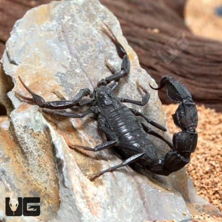 Black Fat Tail Scorpion (Androctonus bicolor) For Sale - Underground Reptiles