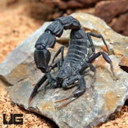 Black Fat Tail Scorpion (Androctonus bicolor) For Sale - Underground Reptiles