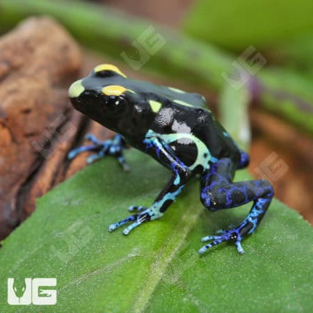 Alanis Tinctorius Dart Frogs (Dendrobates tinctorious) For Sale - Underground Reptiles