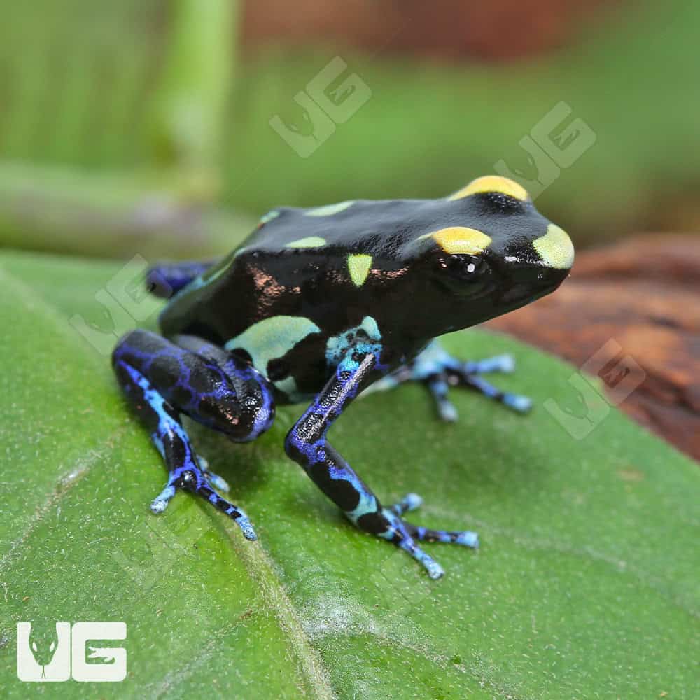 Alanis Tinctorius Dart Frogs (Dendrobates tinctorious) For Sale - Underground Reptiles