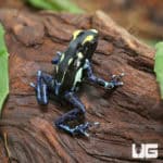 Alanis Tinctorius Dart Frogs (Dendrobates tinctorious) For Sale - Underground Reptiles