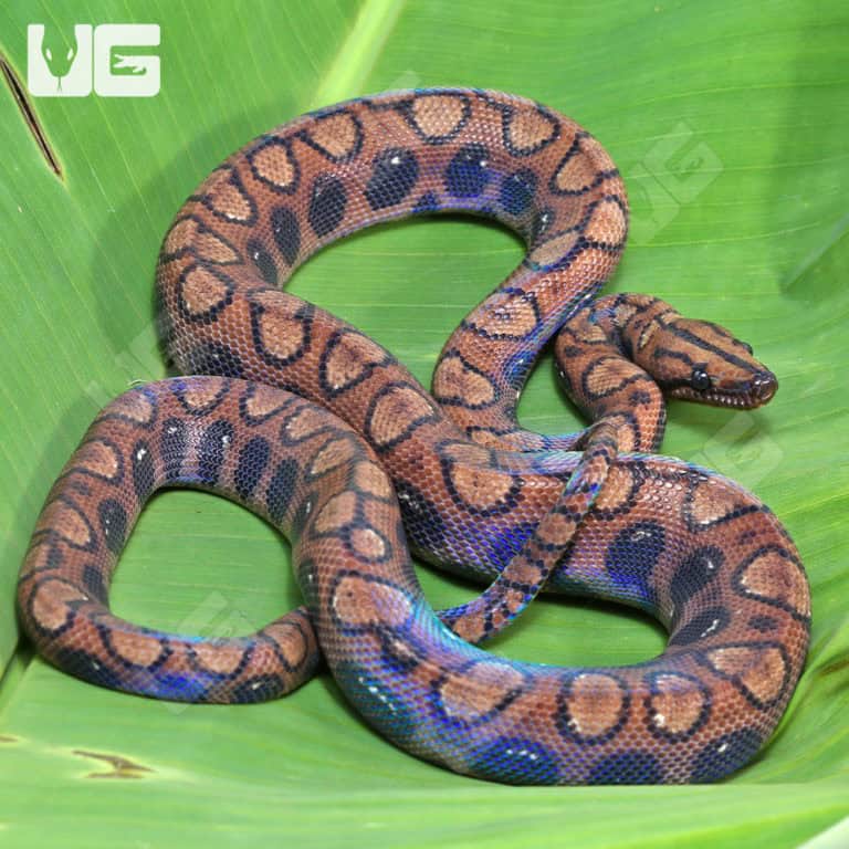 Anery Brazilian Rainbow Boas (Epicrates cenchria) For Sale ...