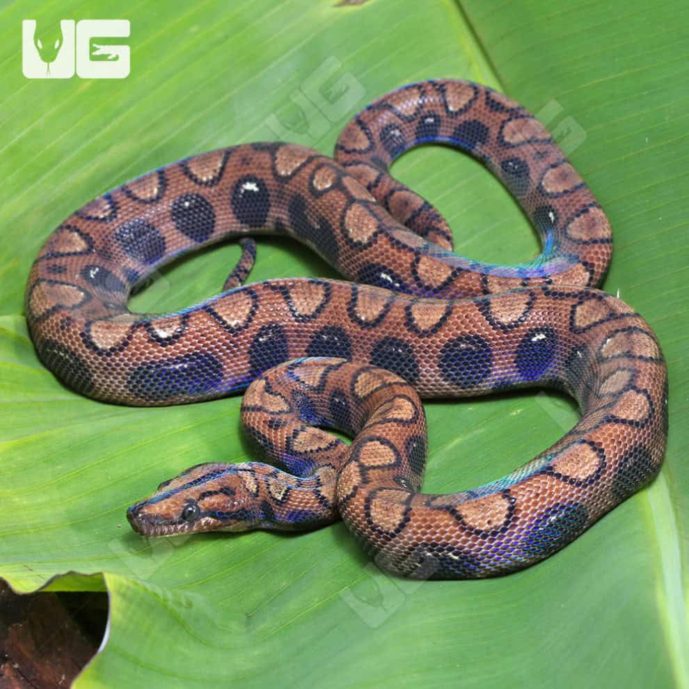 Anery Brazilian Rainbow Boas (Epicrates cenchria) For Sale ...