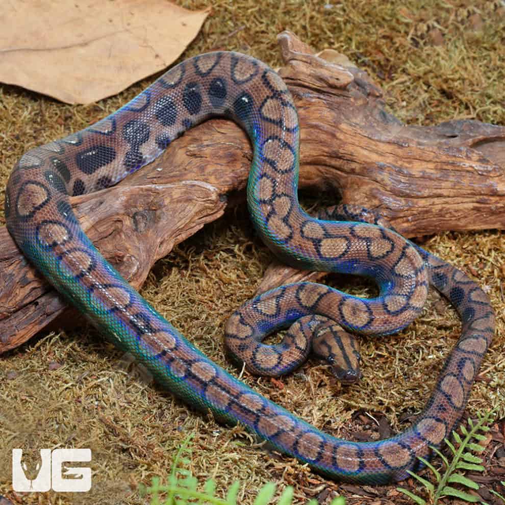 Anery Brazilian Rainbow Boas (Epicrates cenchria) For Sale ...