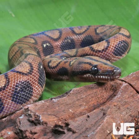 Brazilian Rainbow Boas (Epicrates cenchria) For Sale - Underground Reptiles