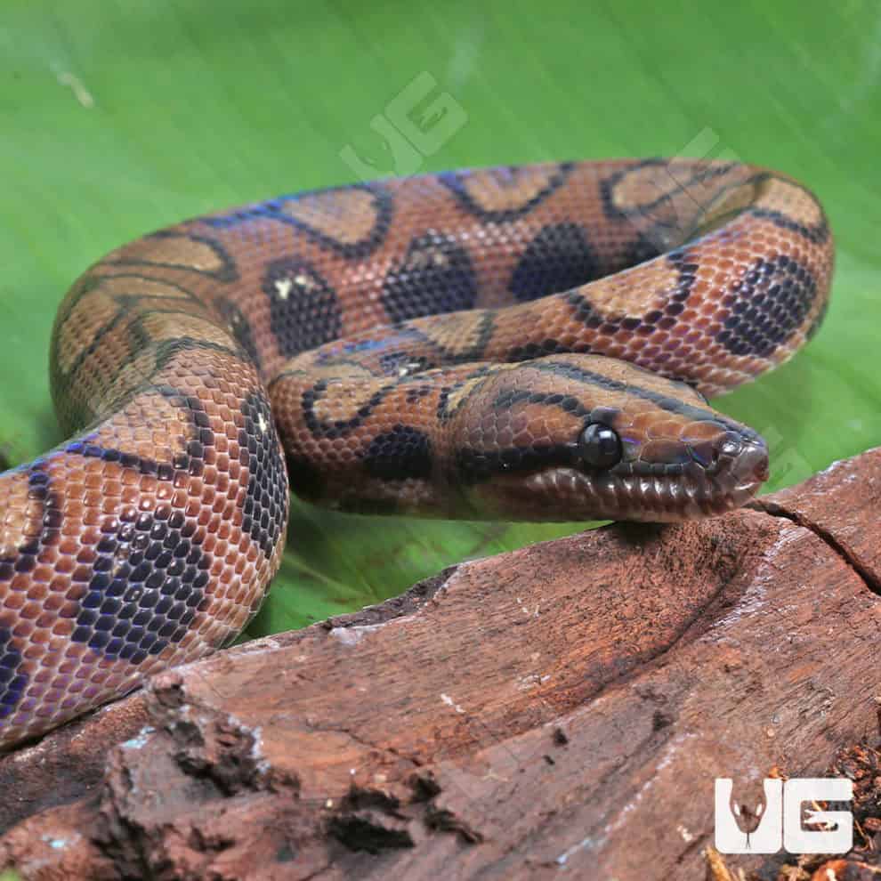 Anery Brazilian Rainbow Boas (Epicrates cenchria) For Sale ...