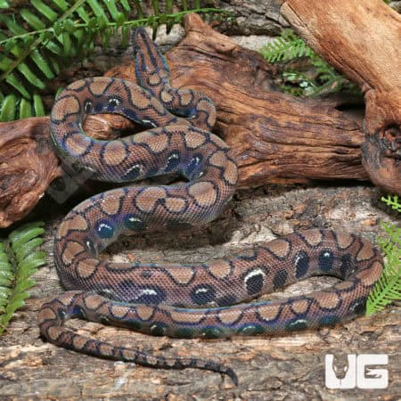 Brazilian Rainbow Boas (Epicrates cenchria) For Sale - Underground Reptiles
