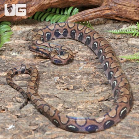 Brazilian Rainbow Boas (Epicrates cenchria) For Sale - Underground Reptiles