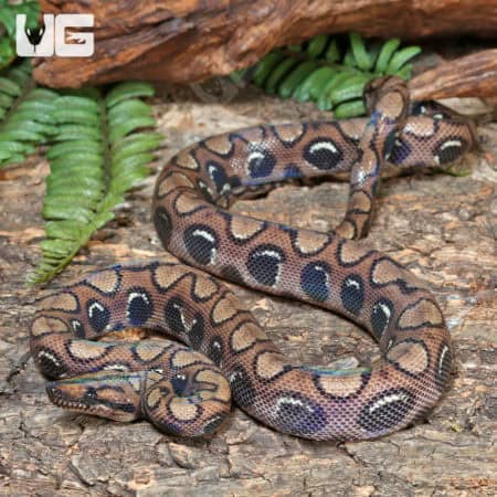 Brazilian Rainbow Boas (Epicrates cenchria) For Sale - Underground Reptiles